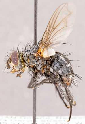  ( - CNC1726859)  @11 [ ] No rights reserved (2021) Unspecified Canadian National Collection of Insects, Arachnids and Nematodes
