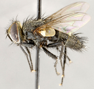 ( - CNC1726864)  @11 [ ] No rights reserved (2021) Unspecified Canadian National Collection of Insects, Arachnids and Nematodes