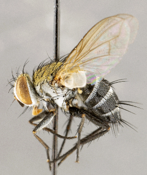  ( - CNC1727009)  @11 [ ] No rights reserved (2021) Unspecified Canadian National Collection of Insects, Arachnids and Nematodes
