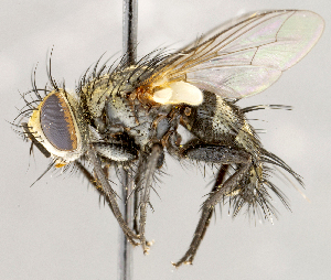  ( - CNC1727025)  @11 [ ] No rights reserved (2021) Unspecified Canadian National Collection of Insects, Arachnids and Nematodes