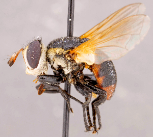  ( - CNC1727058)  @11 [ ] No rights reserved (2021) Unspecified Canadian National Collection of Insects, Arachnids and Nematodes