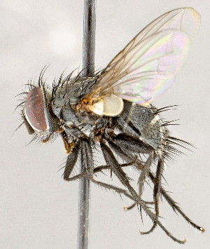  ( - CNC1730140)  @11 [ ] No rights reserved (2021) Unspecified Canadian National Collection of Insects, Arachnids and Nematodes