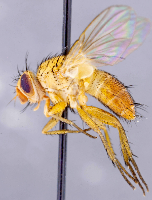  ( - CNC1730149)  @11 [ ] No rights reserved (2021) Unspecified Canadian National Collection of Insects, Arachnids and Nematodes