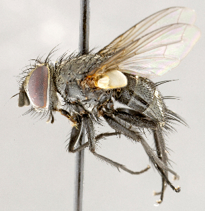  ( - CNC1730218)  @11 [ ] No rights reserved (2021) Unspecified Canadian National Collection of Insects, Arachnids and Nematodes