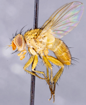  ( - CNC1730364)  @11 [ ] No rights reserved (2021) Unspecified Canadian National Collection of Insects, Arachnids and Nematodes