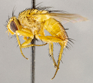  ( - CNC1897945)  @11 [ ] No rights reserved (2021) Unspecified Canadian National Collection of Insects, Arachnids and Nematodes