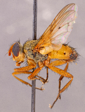 ( - CNC1966142)  @11 [ ] No rights reserved (2022) Unspecified Canadian National Collection of Insects, Arachnids and Nematodes