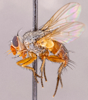  ( - CNC1966263)  @11 [ ] No rights reserved (2022) Unspecified Canadian National Collection of Insects, Arachnids and Nematodes