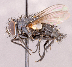  ( - CNC1966512)  @11 [ ] No rights reserved (2022) Unspecified Canadian National Collection of Insects, Arachnids and Nematodes