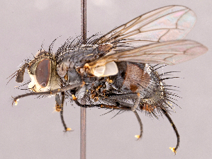  ( - CNC1966590)  @11 [ ] No rights reserved (2022) Unspecified Canadian National Collection of Insects, Arachnids and Nematodes