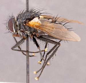  ( - CNC1966720)  @11 [ ] No rights reserved (2022) Unspecified Canadian National Collection of Insects, Arachnids and Nematodes