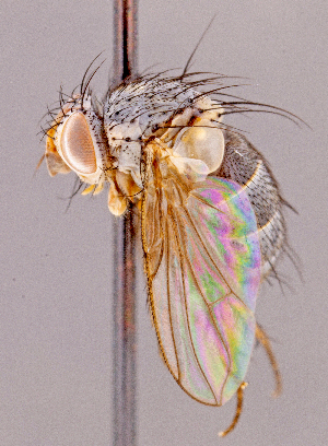  ( - CNC1967140)  @11 [ ] No rights reserved (2022) Unspecified Canadian National Collection of Insects, Arachnids and Nematodes