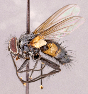  ( - CNC1990969)  @11 [ ] No rights reserved (2022) Unspecified Canadian National Collection of Insects, Arachnids and Nematodes