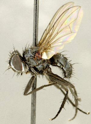  (Medina sp. SK1 - CNC2077358)  @11 [ ] No rights reserved (2024) Unspecified Canadian National Collection of Insects, Arachnids and Nematodes