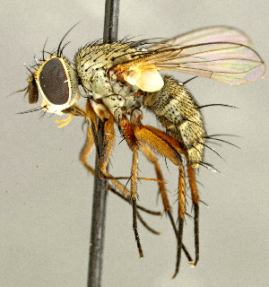  ( - CNC2077375)  @11 [ ] No rights reserved (2024) Unspecified Canadian National Collection of Insects, Arachnids and Nematodes