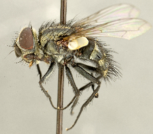  ( - CNC2077407)  @11 [ ] No rights reserved (2024) Unspecified Canadian National Collection of Insects, Arachnids and Nematodes