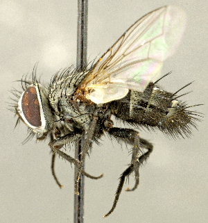  (Zizyphomyia crescentis - CNC2077409)  @11 [ ] No rights reserved (2024) Unspecified Canadian National Collection of Insects, Arachnids and Nematodes