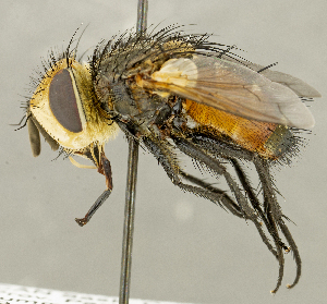  ( - CNC2077437)  @11 [ ] No rights reserved (2024) Unspecified Canadian National Collection of Insects, Arachnids and Nematodes