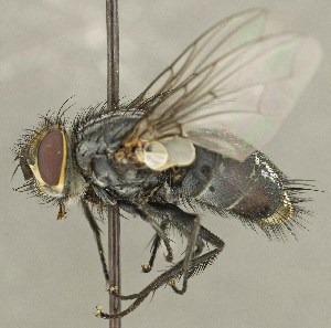  ( - CNC2077526)  @11 [ ] No rights reserved (2024) Unspecified Canadian National Collection of Insects, Arachnids and Nematodes