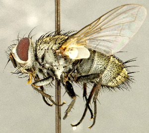  (Hyphantrophaga sp. NE1 - CNC2077582)  @11 [ ] No rights reserved (2024) Unspecified Canadian National Collection of Insects, Arachnids and Nematodes