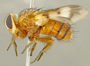  (Oestrophasia sp. AZ1 - CNC2086193)  @11 [ ] No rights reserved (2024) Unspecified Canadian National Collection of Insects, Arachnids and Nematodes