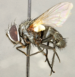  ( - CNC5277233)  @11 [ ] No rights reserved (2023) Unspecified Canadian National Collection of Insects, Arachnids and Nematodes