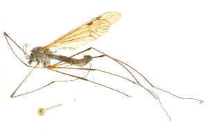  ( - CNC DIPTERA 192260)  @11 [ ] CreativeCommons - Attribution (2012) CNC/CBG Photography Group Centre for Biodiversity Genomics