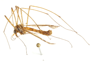  ( - CNC DIPTERA 192292)  @13 [ ] CreativeCommons - Attribution (2012) CNC/CBG Photography Group Centre for Biodiversity Genomics