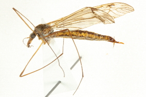  ( - CNC DIPTERA 192293)  @13 [ ] CreativeCommons - Attribution (2012) CNC/CBG Photography Group Centre for Biodiversity Genomics
