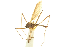  ( - CNC DIPTERA 192410)  @11 [ ] CreativeCommons - Attribution (2012) CNC/CBG Photography Group Centre for Biodiversity Genomics