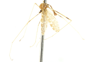  ( - CNC DIPTERA 192415)  @11 [ ] CreativeCommons - Attribution (2012) CNC/CBG Photography Group Centre for Biodiversity Genomics