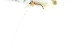  ( - CNC DIPTERA 192420)  @11 [ ] CreativeCommons - Attribution (2012) CNC/CBG Photography Group Centre for Biodiversity Genomics