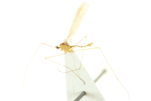  ( - CNC DIPTERA 192421)  @12 [ ] CreativeCommons - Attribution (2012) CNC/CBG Photography Group Centre for Biodiversity Genomics