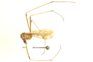  ( - CNC DIPTERA 192480)  @13 [ ] CreativeCommons - Attribution (2012) CNC/CBG Photography Group Centre for Biodiversity Genomics