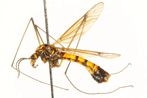  ( - CNC DIPTERA 192494)  @11 [ ] CreativeCommons - Attribution (2012) CNC/CBG Photography Group Centre for Biodiversity Genomics
