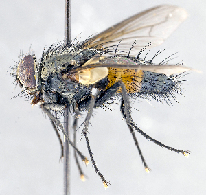  ( - CNC1381992)  @13 [ ] No Rights Reserved  Unspecified Canadian National Collection of Insects Arachnids and Nematodes