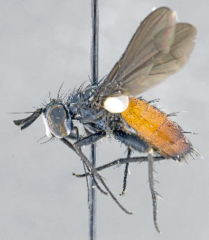  ( - CNC1382099)  @11 [ ] No Rights Reserved  Unspecified Canadian National Collection of Insects Arachnids and Nematodes