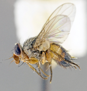  ( - CNC1382143)  @14 [ ] No Rights Reserved  Unspecified Canadian National Collection of Insects Arachnids and Nematodes