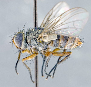  ( - CNC1382214)  @11 [ ] No Rights Reserved  Unspecified Canadian National Collection of Insects Arachnids and Nematodes