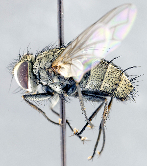  ( - CNC1382262)  @11 [ ] No Rights Reserved  Unspecified Canadian National Collection of Insects Arachnids and Nematodes