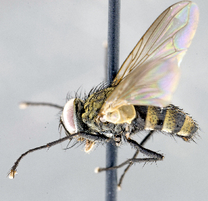  ( - CNC1394318)  @11 [ ] No Rights Reserved  Unspecified Canadian National Collection of Insects Arachnids and Nematodes