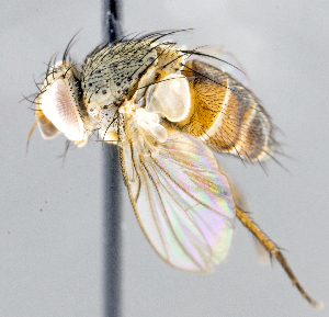  (Ceromya sp. MO1 - CNC1394319)  @14 [ ] No Rights Reserved  Unspecified Canadian National Collection of Insects Arachnids and Nematodes