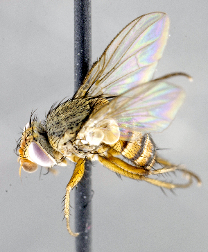  ( - CNC1394327)  @11 [ ] No Rights Reserved  Unspecified Canadian National Collection of Insects Arachnids and Nematodes