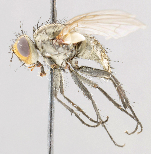  (Admontia sp. 2 - CNC487495)  @11 [ ] No Rights Reserved (2016) Unspecified Canadian National Collection of Insects, Arachnids and Nematodes