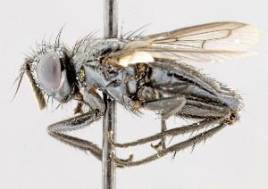  ( - CNC487575)  @11 [ ] No Rights Reserved (2016) Unspecified Canadian National Collection of Insects, Arachnids and Nematodes