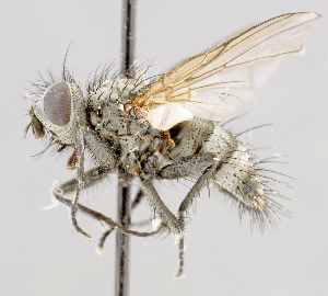  (Blepharomyia sp. GER1 - CNC554870)  @11 [ ] No Rights Reserved (2016) Unspecified Canadian National Collection of Insects, Arachnids and Nematodes