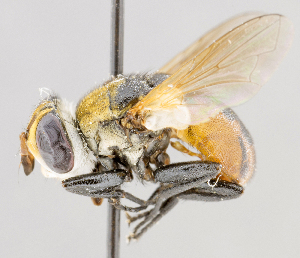  ( - CNC557367)  @14 [ ] No Rights Reserved (2016) Unspecified Canadian National Collection of Insects, Arachnids and Nematodes