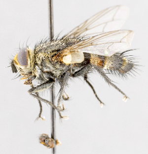  ( - CNC572107)  @14 [ ] No Rights Reserved (2016) Unspecified Canadian National Collection of Insects, Arachnids and Nematodes