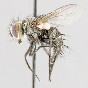  ( - CNC575256)  @14 [ ] No Rights Reserved (2016) Unspecified Canadian National Collection of Insects, Arachnids and Nematodes
