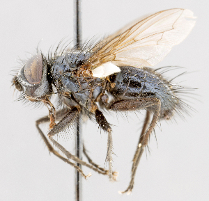  (Prosopochaeta - CNC602369)  @13 [ ] No Rights Reserved (2016) Unspecified Canadian National Collection of Insects, Arachnids and Nematodes